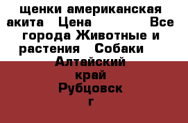 щенки американская акита › Цена ­ 30 000 - Все города Животные и растения » Собаки   . Алтайский край,Рубцовск г.